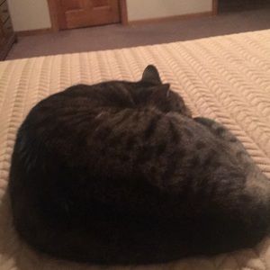 Meet your Posher, Joyce